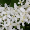 Clematis manchurian